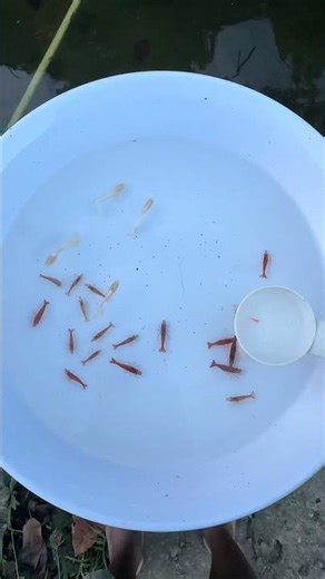 Prawns and zebras in fish tanks