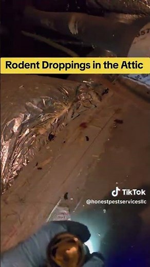 preventive tips to keep rodents out of your attic! #rodentdroppings #AtticInspection