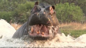 83 Hippo Charging Stock Video Footage - 4K and HD Video Clips | Shutterstock