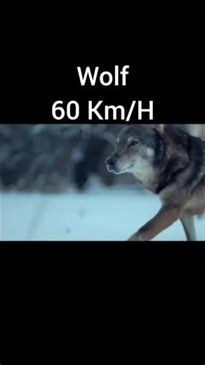 Animals running speed fast to slow #animal knowledge #zoology#discovery#animal documentary #nature