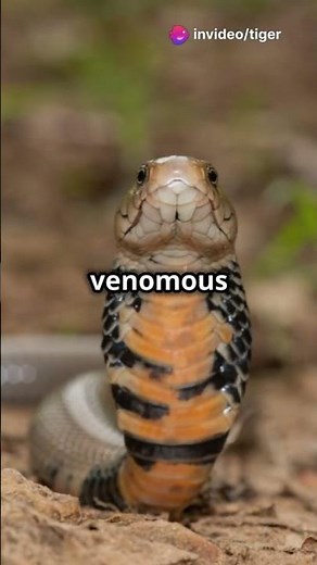 Meet the Mozambique spitting cobra :Nature's apex predator