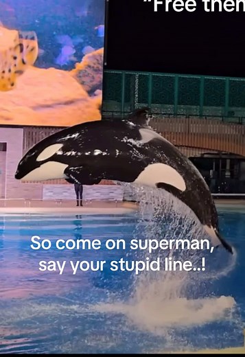 Understanding Orcas' Needs at SeaWorld