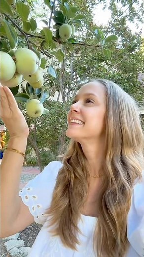 My apple tree is close to harvest!