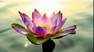 A timelapse of a lotus bud transitioning into a fully bloomed flower perfectly capturing the beauty of its graceful transformation.