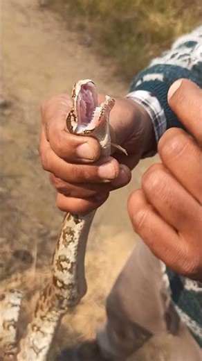 Indian Rock Python #non venomous #