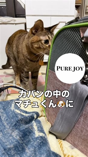猫の花火🐱と預かり保護犬🐶 | カバンでの電車お出かけを目指して カバン慣れ練習をしてるマチュくん。 落ち着いてるタイミングで フードをポロポロ 入れてあげて 喜んで中で パクパク食べてる マチュくん🐶♪ 中でゴソゴソ動いて カバンがゴソゴソ動くもんだから 面白がって花火😺がやって来た。 そして... | Instagram