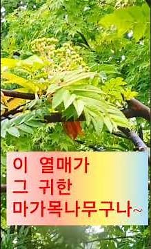 #마가목열매#박지현#무#효능#목에좋은약재#기침완화#가래삭히기#약용열매#산책길#비오는날#아름다운풍경