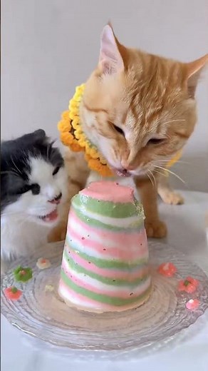 three cats fighting over food #cat #kucing #asmr #mukbang #funny