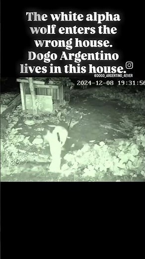 Dogo Argentino VS Wolf