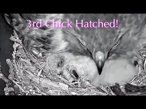 #23🦅🐥1°🥳🐣🥚(✝️🐣)／Cornell US🇺🇸Red-tailed Hawk Nest 2026／Big Red💗Arthur／by Cornell Lab Bird Cams