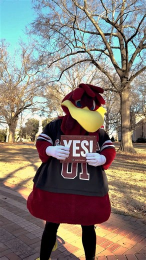 Attention Regular Decision applicants: You've got mail! 📬 Check your USC Admissions Portal for an update to your application status. 🐓🤙 Tag us in your reaction clips. #GoingGarnet | University of South Carolina Undergraduate Admissions