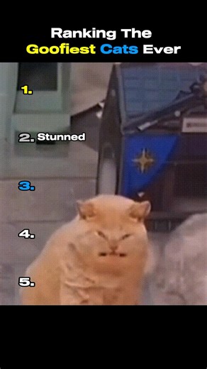 Ranking the Goofiest Cats Ever 😹#shorts