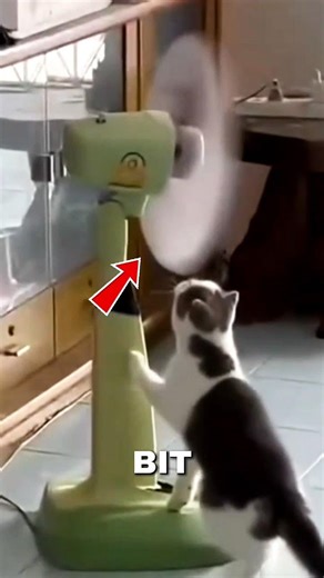 Curious Cat Gets Shocked by Spinning Fan #shorts #petvideos