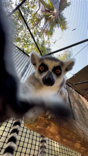 Vallarta Adventures on Reels