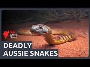 Australia's deadliest snakes slither into Aussie city suburbs | Meet the man catching the creatures