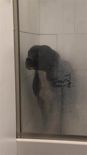 Bath time 🛁🧽🧼 #bathtimedog #fyp #pitbulls #bathtime #puppybaths
