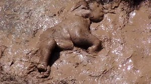 418K views · 5.8K reactions | #Elephant happily enjoys a "mud spa," splashing around in a puddle in Yunnan, China. #GLOBALink | China Xinhua News | Facebook