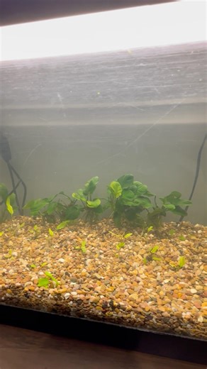 My New Planted Tank is ALREADY Thriving! 😍 Crypts + Root Tabs Magic