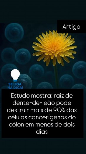 Dr. Jose Nasser on Instagram: "Um estudo realizado por pesquisadores da Universidade de Windsor e da Universidade de Ottawa, publicado na Oncotarget, descobriu que o extrato de raiz de dente-de-leão (DRE) induziu apoptose (morte celular programada) em mais de 95% das células de câncer de cólon dentro de 48 horas em experimentos de laboratório (in vitro). O extrato foi eficaz contra linhagens celulares de câncer de cólon p53-positivas e p53-negativas (HT-29 e HCT116). Em modelos murinos (in vivo)