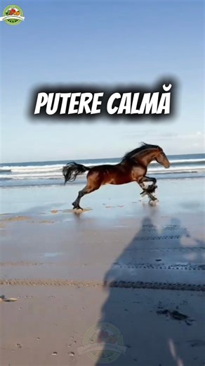 5 secrete despre cai – al 3-lea sigur nu-l știai 🐎🔥 #cai #cresterecai #sfaturipractice #animale #ferma | Secretele Gospodarului