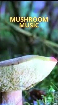 Calm Mushroom Music Cellular Repair and Wellness
