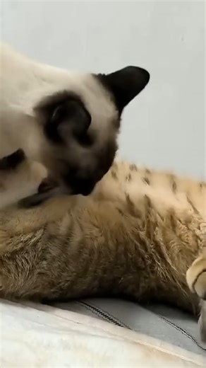 2.1K views · 34 reactions | Try not to laugh challenge!Funniest cats moments you can’t miss #cat #funnycat #pet #catmoment #reels | Kitty Planet | Facebook