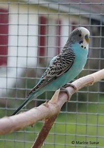 LES MUTATIONS DE LA PERRUCHE ONDULÉE