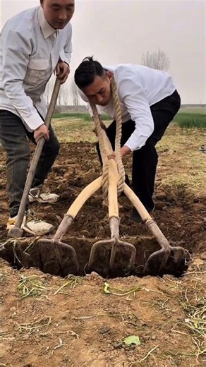 The Process Of Plowing Soil Manually Using A Large Pulled Harrow