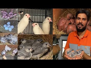 Adnan Java | Complete Java Sparrow Breeding Setup & Baby Update 2025