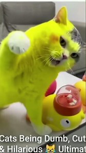 A Semiotic Analysis of the "Is that a real life PIKACHU?!"