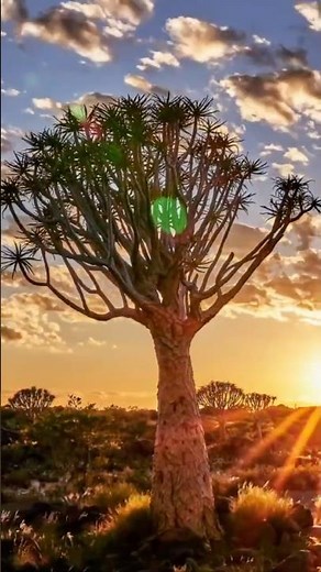 Il Quiver Tree: l’albero alieno del deserto della Namibia 🌵