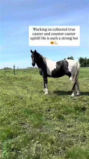 He’s like a soccer ball when he collects himself 😄😍