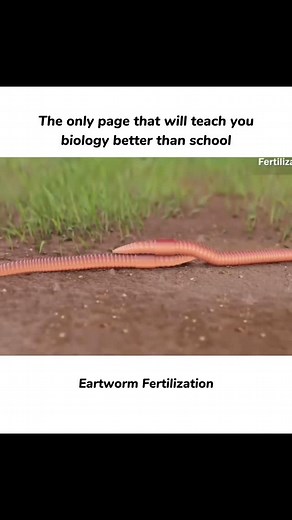 BIOLOGY | FACTT on Instagram: "Look here for Details.In earthworms, fertilization is external. During copulation, two earthworms exchange sperm. Each worm then secretes a mucus ring, or cocoon, which collects eggs and sperm. Fertilization occurs within this cocoon, which is later deposited in the soil, where embryos develop into juvenile worms. credit: @life_withmedical #viral #explore #reel #education #biology"