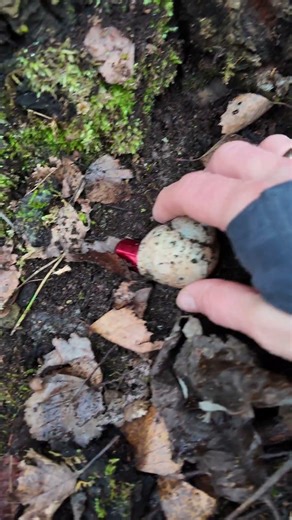 Geocache Hidden in a Snail Shell! 🐚🌲