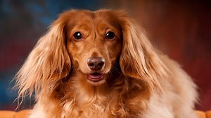 Do Long Haired Dachshunds Shed A Lot And How To Deal With It?