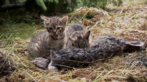 The world's rarest cat received an unexpected population boost after two orphaned kittens were discovered in Scotland. https://www.telegraph.co.uk/science/2018/07/17/new-hope-worlds-rarest-feline-discovery-two-scottish-wildcat/ | The Telegraph