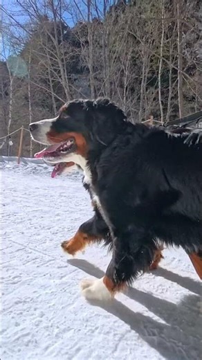 雪山を散歩するバーニーズ #shorts #バーニーズマウンテンドッグ #大型犬 #bernesemountaindog #dog