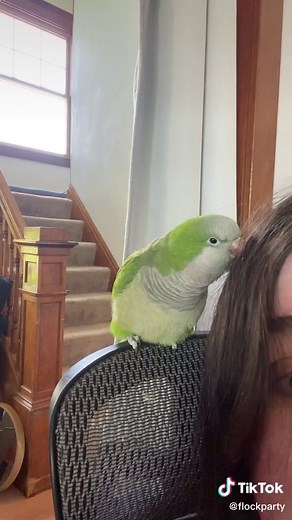 michelle’s flock on TikTok