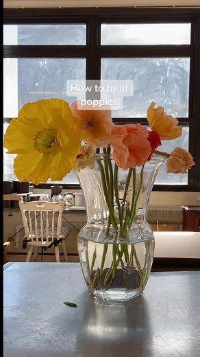 Tips for Treating Poppy Flowers: A Comprehensive Guide