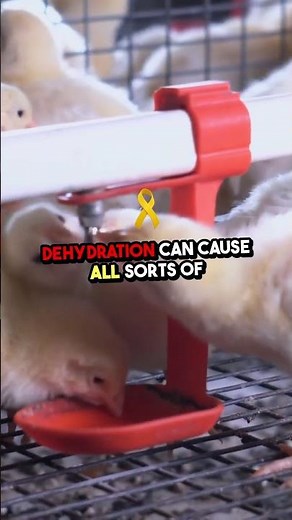 5 Reasons Your Chicken is Making Gurgling Sounds 🐔⚠️ What It Means & How to Help!