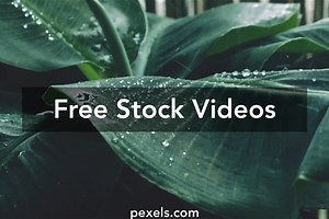 Peepal Tree Videos, Download The BEST Free 4k Stock Video Footage & Peepal Tree HD Video Clips