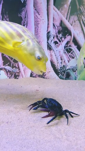 242K views · 1.7K reactions | Blowfish are My friends❤呂戀 #aquarium #fish #freshwaterfish #saltwaterfish #marinefish #tropicalfish #coldwaterfish #usa #fishtank #fishkeeping #fishtankdecor #fishtankfilter #fishtankheater #fishtanklight #fishtankplants #fishliver #fishtanksupplies #fishtankstand #fishtankthermometer #fishtankwaterchange #fishtank | Ny Pheap | Facebook