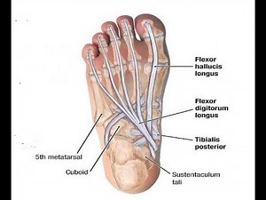 Two Minutes of Anatomy: Flexor Digitorum Longus