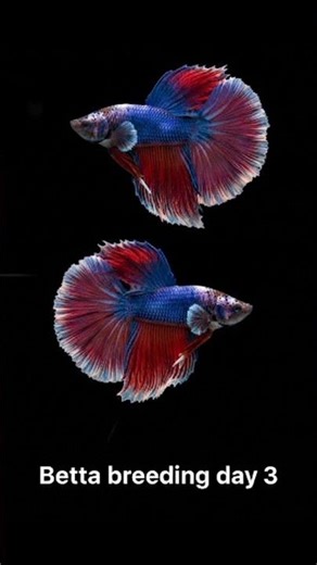 Betta Breeding Day 3 Female Released Bubble Nest Update#trending#trendingshorts#shortsfeed#shorts