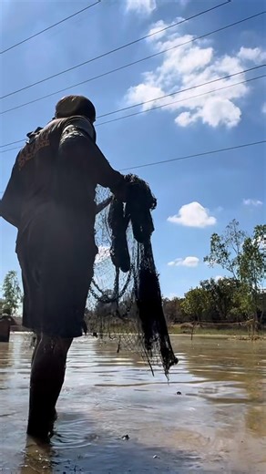 Casting a net, setting up a platform, casting a net, catching snakehead fish, using a net to catc...