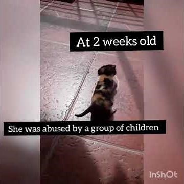 Abused kitten dies|| mother reacts to her dead body|| RIP Lucy