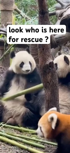 Panda Playtime: The Cutest Tussle Ever! #panda #cute #kitty #viral #funnyshorts