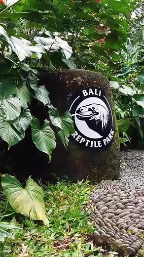 Bali Reptile Park. #bali #balireptilepark #reptile #reptiles #zoo #animals #animalsoftiktok #conservation #salamkonservasi #wonderfulindonesia