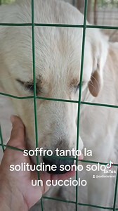 102 reactions · 175 shares | Lillo è come un bambino, solo si sente...