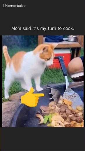 When Your Cat Decides To Cook Dinner Funny Meme Short
